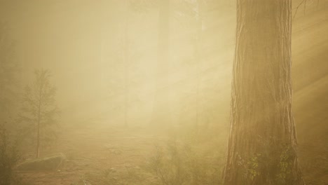 Bosque-De-Otoño-Y-árboles-En-La-Niebla-De-La-Mañana